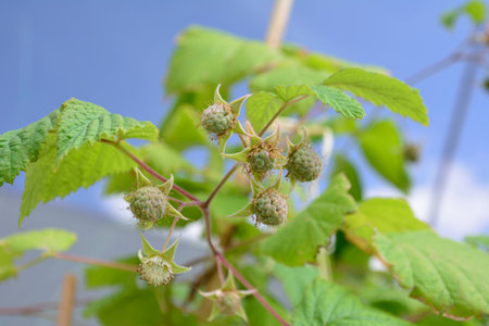 Unripe raspberries (Rubus idaeus) against blue sky in early summer.の写真素材