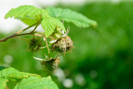 Unripe raspberries (Rubus idaeus)  hanging on bush in early summer.