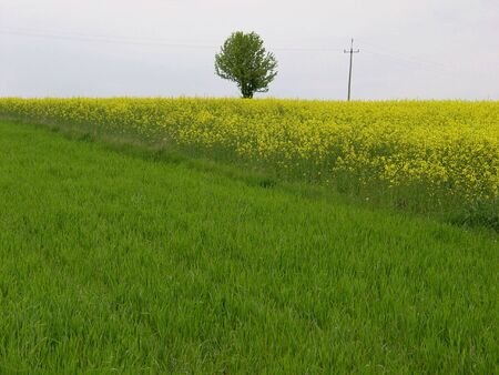 treeの写真素材