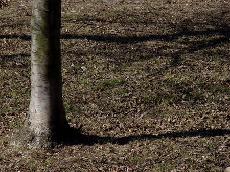       shadowsの写真素材