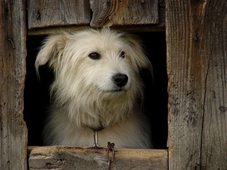 dog