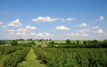 country roadの写真素材