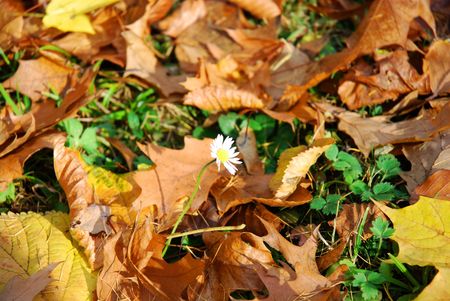 Autumn fall leavesの写真素材