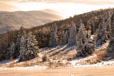Beautiful landscape of winter wood 