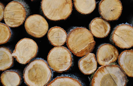stacked timber logs ready for processing