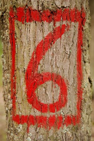 number six painted on a old tree    の写真素材