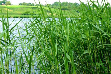 Closeup view of grass along the water's edge 






の写真素材
