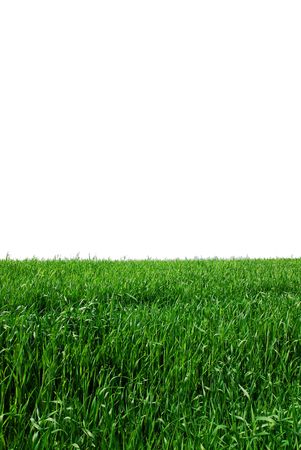 Green grass isolated on a white backgroundの写真素材