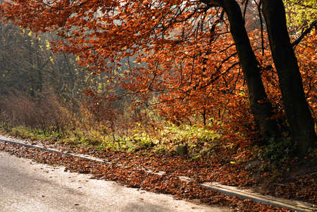 Road in the autumn forest with yellow trees.の写真素材