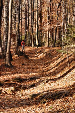 Road in the autumn forest with yellow trees.の写真素材