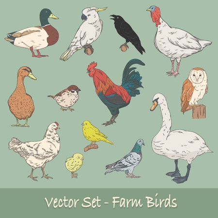 Farm Birds Vector Setのイラスト素材