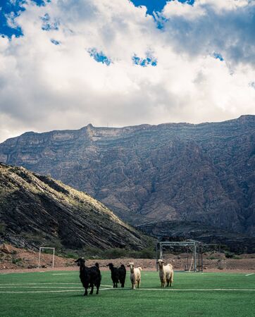 Goats running on a soccer field between mountains in Jebel Shams, Omanの写真素材