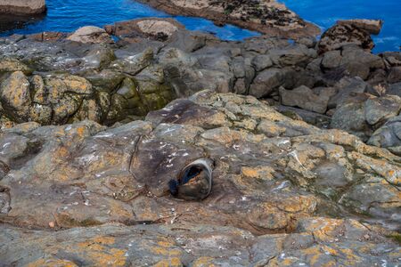 Rocky beach with sea lions lying on it and the sea in the background taken on a day with sun and clouds, New Zealandの写真素材