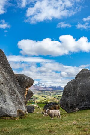 Flock of sheep grazing in the beautiful green field of Elephant Rocks with the snow capped mountains in the background on a sunny day, New Zealandの写真素材