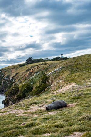 Beautiful close-up of a sea lion lying on the grass on a cliff shore taken on a cloudy day, New...