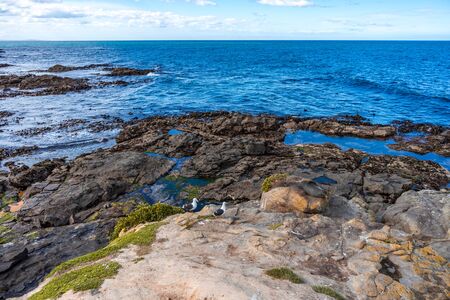 Rocky beach with sea lions lying on it and the sea in the background taken on a day with sun and...