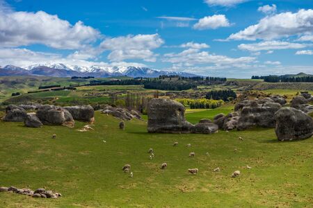 Flock of sheep grazing in the beautiful green field of Elephant Rocks with the snow capped mountains in the background on a sunny day, New Zealandの写真素材