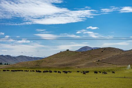 Set of cows grazing in a beautiful green field on a sunny day, New Zealandの写真素材