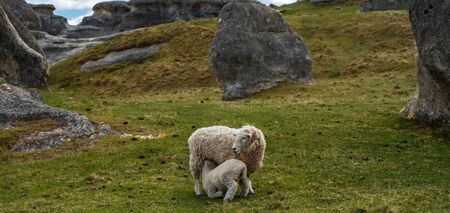 Sheep suckling her daughter in the beautiful green field of Elephant Rocks on a sunny day, New Zealandの写真素材