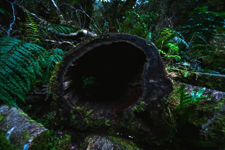 Closeup of an empty tree trunk surrounded by moss, New Zealandの写真素材