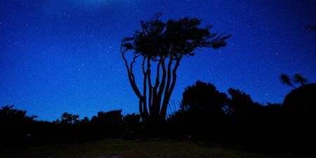 Beautiful night photo of a strangely shaped tree and stars in the background in Punakaiki, New Zealandの写真素材
