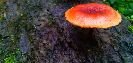 Closeup view of wild mushroom grow on dead coconut trunkの写真素材