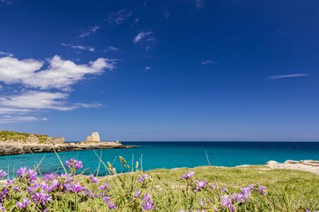 Archaeological site and tourist resort of Roca Vecchia, Puglia, Salento, Italy. Turquoise sea, clear blue sky, rocks, sun, in summer. The sixteenth-century lookout tower. Purple flowers in the foreground.