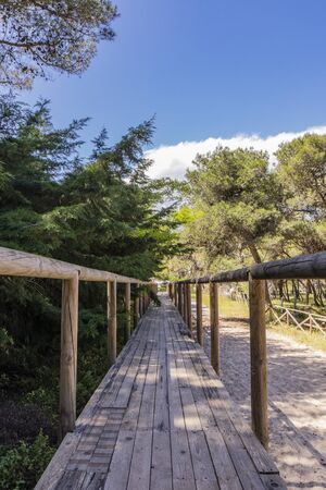 A long wooden bridge, in perspective, crosses the pine forest, to reach the beach of Torre dell'Orso, in Salento, Puglia, Italy, Otranto, Melendugno. Railing and wooden handrail. Vanishing Point.の写真素材