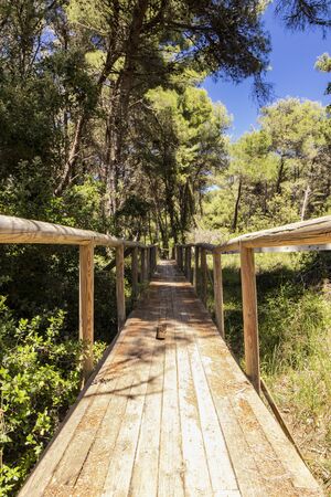 A long wooden bridge, in perspective, crosses the pine forest, to reach the beach of Torre dell'Orso, in Salento, Puglia, Italy, Otranto, Melendugno. Railing and wooden handrail. Vanishing Point.の写真素材
