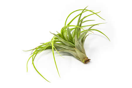 A tillandsia isolated on a white background. It belongs to the family of the Bromeliaceae. Is known as Airplant because it has no underground roots and absorbs nourishment from the humidity of the airの写真素材