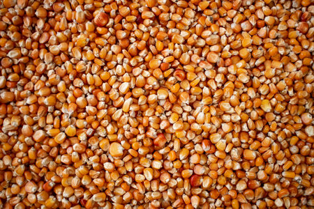 Enkir variety wheat seed texture. Compact pile of seeds on a plane, photographed from above. Golden...