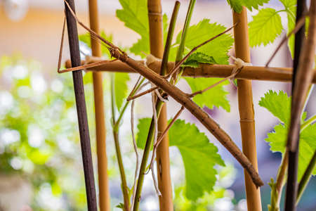 A stick insect, raised as a pet, camouflages itself, motionless on the branch of a blackberry plant. Macro, detail, close-up. Mimicry, evolution. The prey escapes and deceives the predator.の写真素材