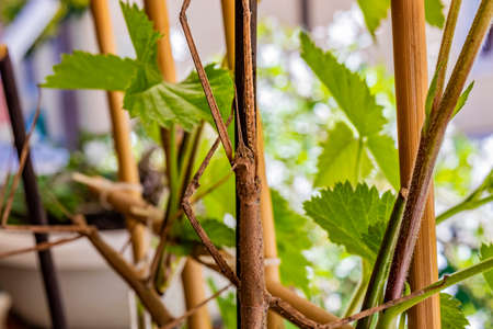 A stick insect, raised as a pet, camouflages itself, motionless on the branch of a blackberry plant. Macro, detail, close-up. Mimicry, evolution. The prey escapes and deceives the predator.の写真素材