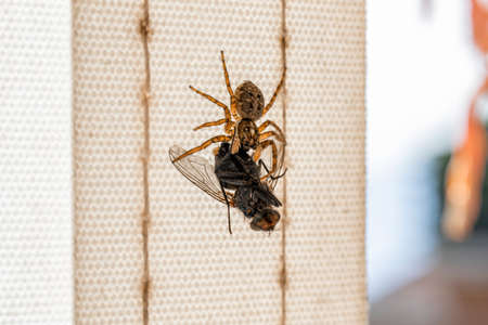 A small spider attacked and trapped a fly. The arachnid kills the insect by biting it with its fangs. Macro photography, close-up. The predator catches and eats the prey.の写真素材