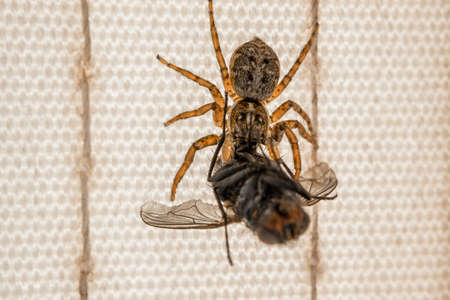 A small spider attacked and trapped a fly. The arachnid kills the insect by biting it with its fangs. Macro photography, close-up. The predator catches and eats the prey.の写真素材