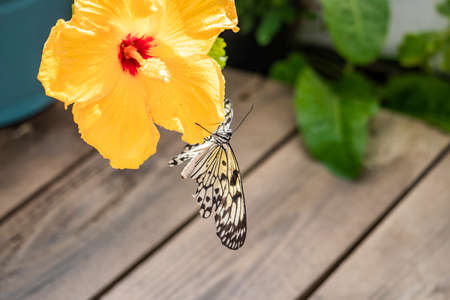 A beautiful black, white and yellow butterfly perched on a yellow flower, with large open wings. In the blurred background, green leaves and plants. The insect sucks the nectar of the flower.の写真素材