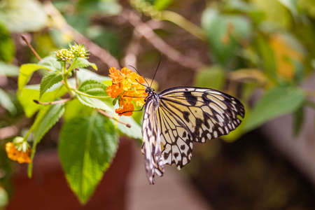 A beautiful black, white and yellow butterfly perched on a yellow flower, with large open wings. In the blurred background, green leaves and plants. The insect sucks the nectar of the flower.の写真素材