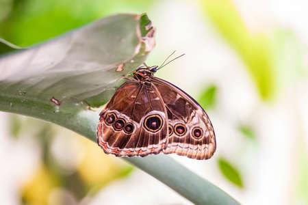 A beautiful black, white and yellow butterfly perched on a yellow flower, with large open wings. In the blurred background, green leaves and plants. The insect sucks the nectar of the flower.の写真素材