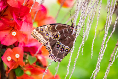A beautiful black, white and yellow butterfly perched on a yellow flower, with large open wings. In the blurred background, green leaves and plants. The insect sucks the nectar of the flower.の写真素材