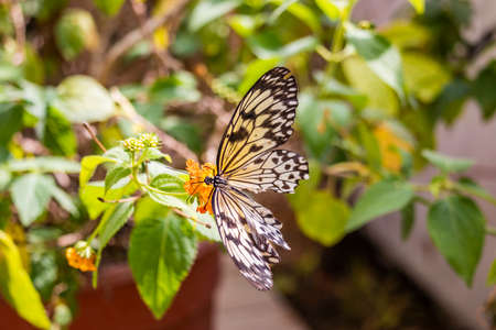A beautiful black, white and yellow butterfly perched on a yellow flower, with large open wings. In the blurred background, green leaves and plants. The insect sucks the nectar of the flower.の写真素材