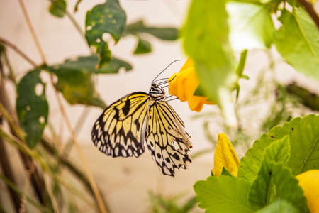 A beautiful black, white and yellow butterfly perched on a yellow flower, with large open wings. In the blurred background, green leaves and plants. The insect sucks the nectar of the flower.の写真素材