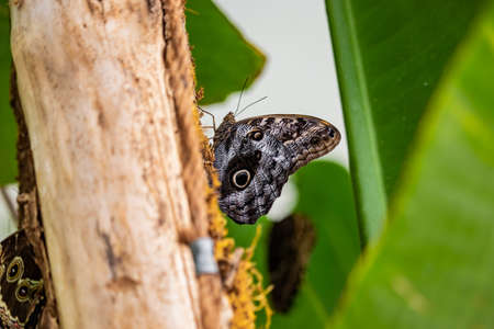 A beautiful black, white and yellow butterfly perched on a yellow flower, with large open wings. In the blurred background, green leaves and plants. The insect sucks the nectar of the flower.の写真素材
