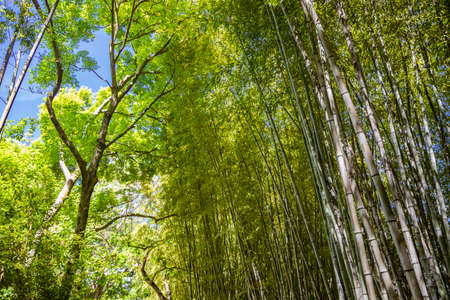 A small grove of bamboo trees, with its very high reeds that stretch towards the sky, covering the sun. Shade, coolness, relaxation, peace, silence, greenery, vegetation.の写真素材