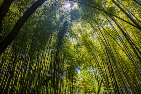 A small grove of bamboo trees, with its very high reeds that stretch towards the sky, covering the...