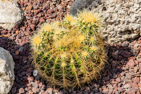 Close up of a small, scaly-skinned lizard crawling cautiously over gravel ground. Reptile with brown and green spotted skin, peeking out from behind a plant.の写真素材