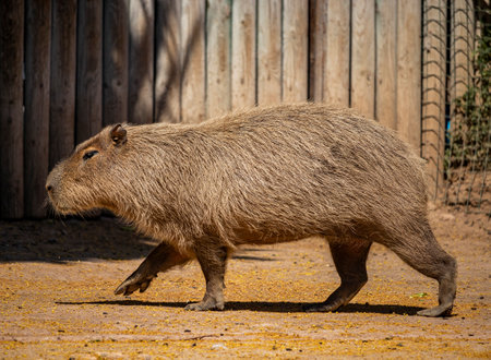 A large capybara with red and brown fur, seen in profile, walking on all fours.の写真素材