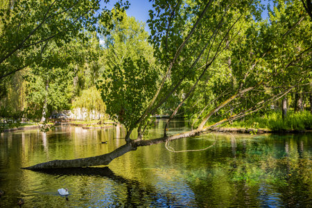 July 9, 2023 - Pissignano, Perugia, Umbria. Amazing park of the sources of Clitunno river. The garden, with swans, ducks, coypu and other animals, in the clear water ponds. Willows and other trees.のeditorial素材