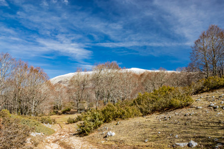 A beech forest, in Campo Felice, Italy. On the mountains of the Abruzzo Apennines. The bare trees in winter, the clear blue sky, the snow-capped mountain peaks in the background.の写真素材