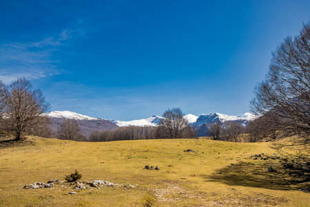 A beech forest, in Campo Felice, Italy. On the mountains of the Abruzzo Apennines. The bare trees in winter, the clear blue sky, the snow-capped mountain peaks in the background.の写真素材