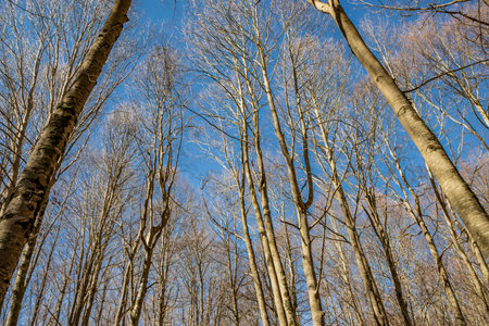 A beech forest, in Campo Felice, Italy. On the mountains of the Abruzzo Apennines. The bare trees in winter, the clear blue sky.の写真素材